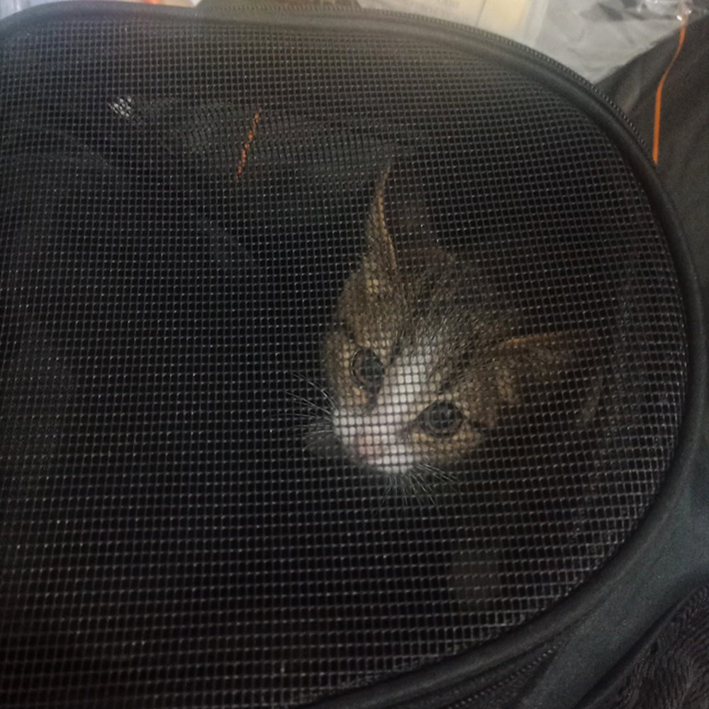 Large Spacious Clear Cat Carrier Travel Backpack With Window image 3