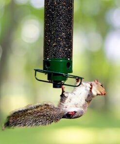 Squirrel Proof Bird Feeder