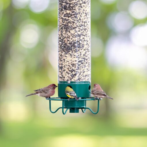 Squirrel Proof Bird Feeder - Image 2